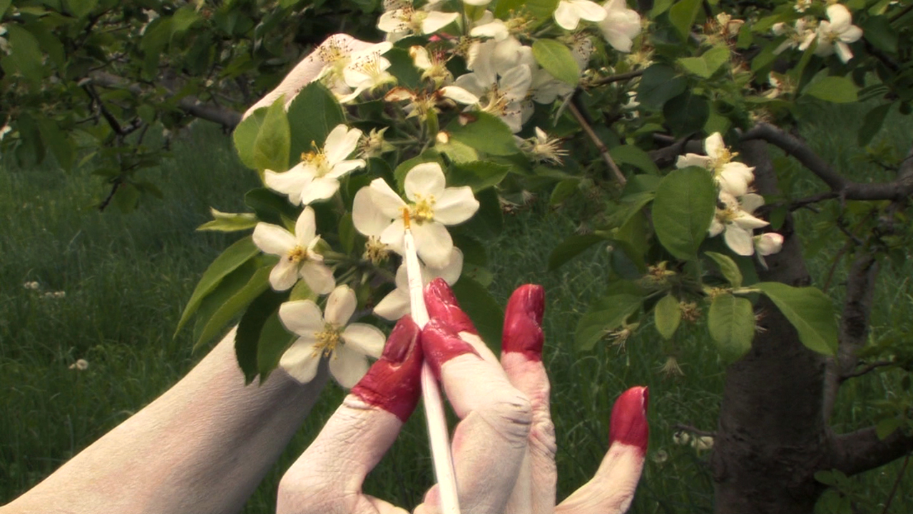 "Dissecting the Blossom" Video still